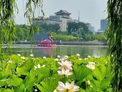 -莲花池公园