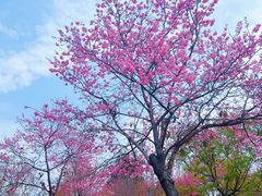 -天适樱花悠乐园