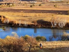 -乌兰布统景区-白桦林