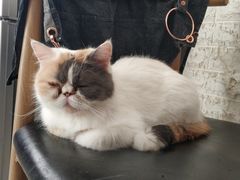 -平行世界·猫咖(首经贸店)