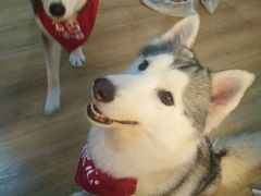 -Husky Go! 哈士奇体验馆·宠物咖啡厅狗咖