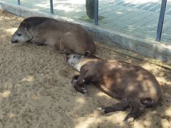 -西霞口神雕山野生动物世界