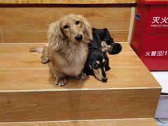 -和它·交个朋友·狗咖猫咖(爱琴海店)
