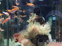 -太平洋海底世界