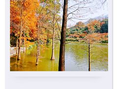 -深圳市中科院仙湖植物园