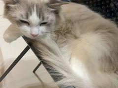 -飞行喵MR PILOT|猫舍·猫咖(静安大融城店)