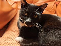 -伟伟宠物医院·瑞派猫友好医院·猫科(光谷店)