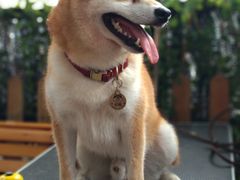 -柴犬高等学院·狗咖·柴犬售卖·宠物训练