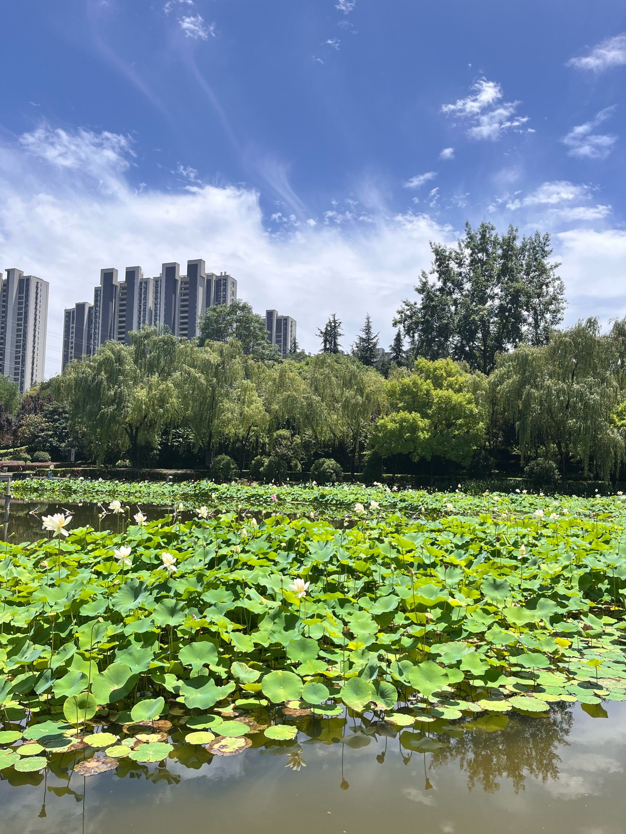 0元玩转这座城 来附近了就去逛逛永阳公园吧