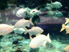 -广东省拱北口岸中国旅行社(华宾营业部)