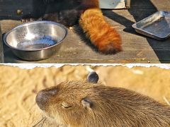 -西霞口神雕山野生动物世界