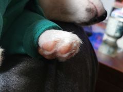 -1013 PET SHOP 宠物商店(近铁城市广场店)