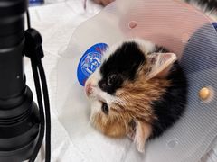 -萌兽医馆·犬猫专科·眼科中心·宠物医院(朝阳门分院)