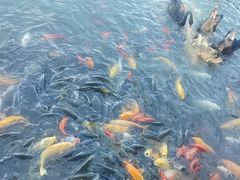 -白洋淀景区