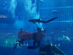 -迪拜水族馆及水下动物园