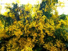 -兰陵国家农业公园