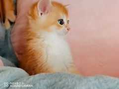 -70cat德文卷毛猫·缅因猫纯种猫舍
