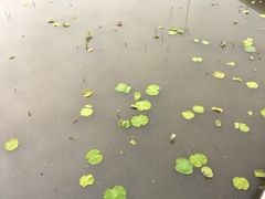 -白洋淀景区