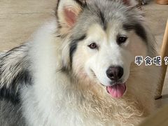 -汪说·狗咖(旺城大厦店)