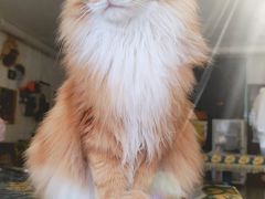 -平行世界·猫咖(首经贸店)
