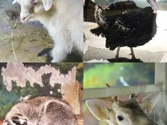 -绿色星球动物主题公园