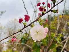 -天适樱花悠乐园