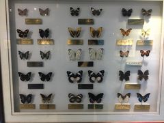 -上海昆虫博物馆