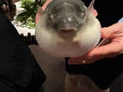 -肆月河豚·淮扬菜·湘菜(华天店)
