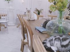 -共舞时光猫咖·狗咖(新街口店)