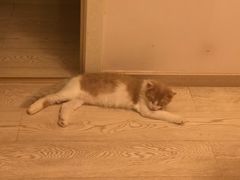 -纳吉亚猫专科动物诊疗中心(蒋宅口分院)