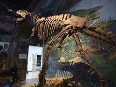 -自贡恐龙博物馆