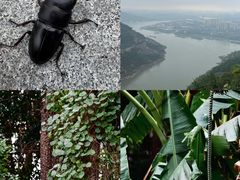 -铁山坪森林公园