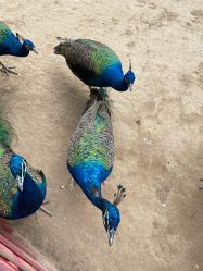 -萌宠亲子动物乐园(槐房万达店)