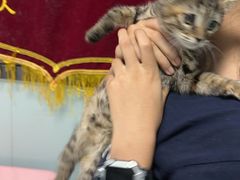 -嘉馨宠物医院·CT影像转诊·心脏科·犬猫全科诊疗中心(下沙大学城院区)