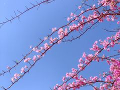 -深圳仙湖植物园