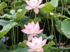 -荔湾湖公园