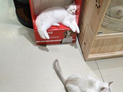 -藏猫猫咖啡主题馆(中央大道店)