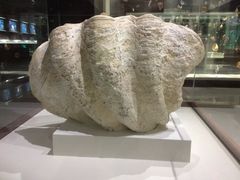 -青岛贝壳博物馆