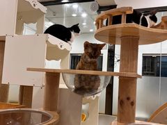 -有喵·猫咖·狗咖·30几只猫10只小狗(岗厦店)