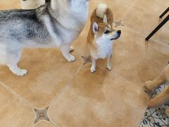 -Let's go狗咖·猫咖·奶狗·桌游(春熙路IFS店)