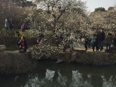 -香雪海