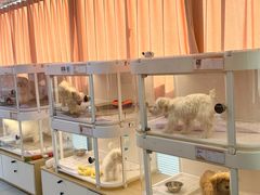 -翊宠yipet猫狗购宠庄园犬舍•猫舍