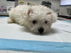 -达爱动物医院·犬猫分区·CT·复杂眼科(远洋山水分院)