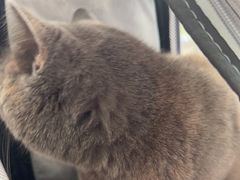 -创凡宠物医院·骨专科  猫科中心(西乡分院)