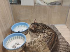 -屋虎猫馆(宝安大仟里店)