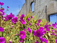 -阿尔卡特拉斯岛