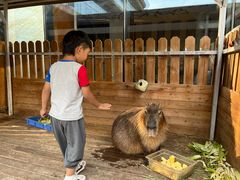 -廊坊固安福朋喜来登酒店