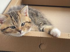 -艾贝尔宠物医院·24H转诊中心·肿瘤猫专科(江宁双龙店)