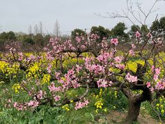 -南汇桃花村