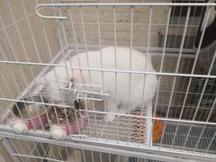 -两棵枇杷树